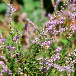 Foliage